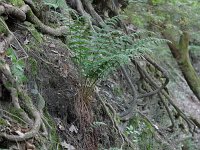 Marginal Wood Fern - Schenectady County, NY - 08/10/20