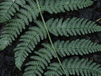 Marginal Wood Fern - Schenectady County, NY - 08/10/20