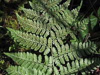 Mountain Wood Fern - Fulton County, NY - 07/09/20