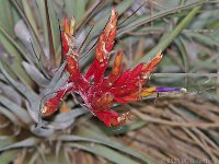Bromeliads