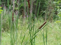 Cattails
