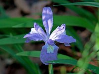 Irises