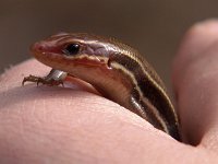 Southeastern Five-Lined Skink - Great Dismal Swamp Nat. Wildlife Ref., VA - 05/03/05