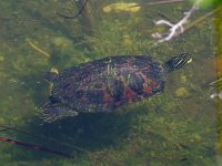 Florida Red-Bellied Turtle - Monroe County, FL - 04/26/12