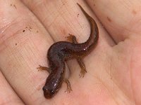 Mountain Dusky Salamander -Great Smokies Nat. Park, TN - 5/10/05