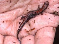 Mountain Dusky Salamander -Great Smokies Nat. Park, TN - 5/10/05