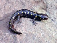 Spotted Salamander - Hartford County, CT - 7/9/03
