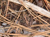 Northern Cricket Frog - Great Dismal Swamp Nat. Wildlife Ref., VA - 05/3/05