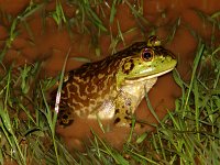 Bullfrog - Cochise County, AZ - 08/24/06