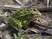 Northern Leopard Frog - Saratoga County, NY - 6/11/06