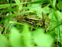Northern Leopard Frog - Saratoga County, NY - 08/30/03