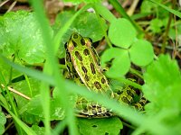 Northern Leopard Frog - Saratoga County, NY - 08/30/03