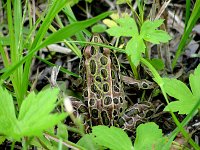 Northern Leopard Frog - Saratoga County, NY - 09/27/06